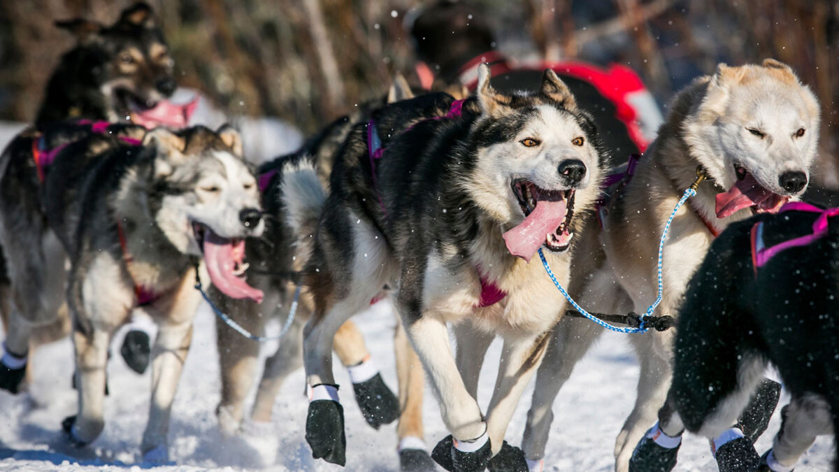 Carrera de trineo con perros de Iditarod en Alaska