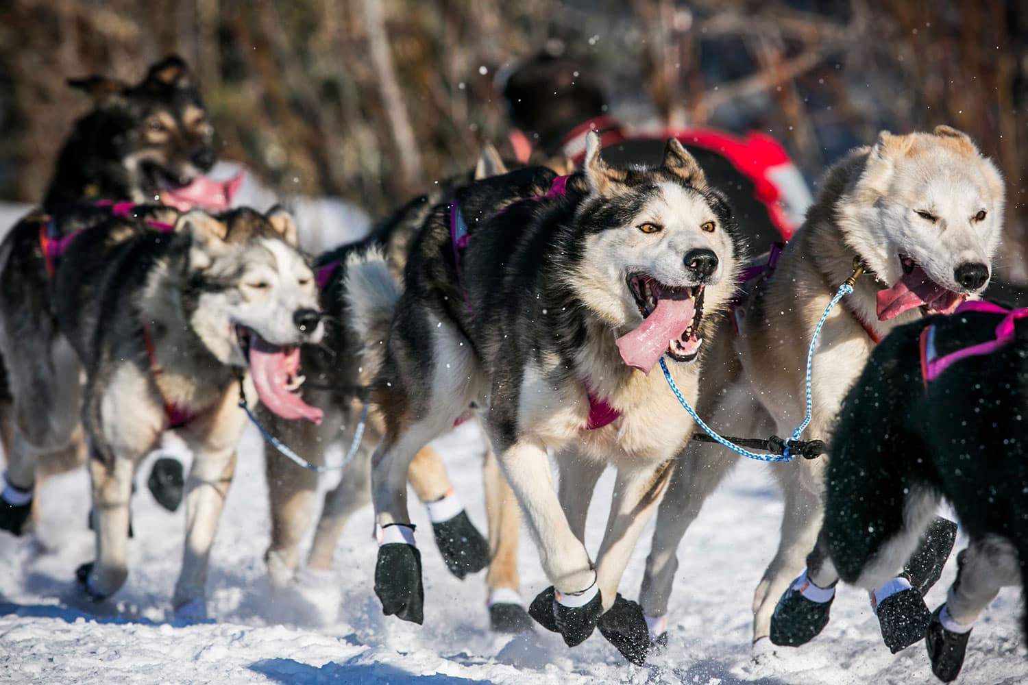 Carrera de trineo con perros de Iditarod en Alaska