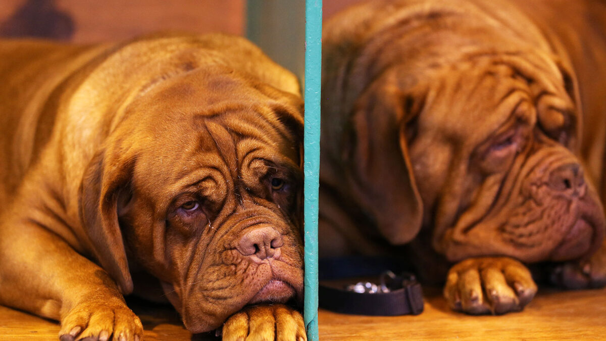 Exposición de Dogue de Bordeaux en Birmingham