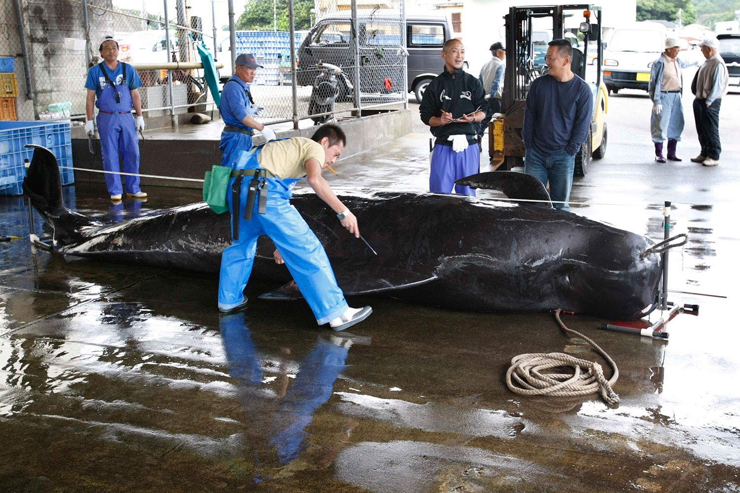 La Corte Internacional prohíbe la pesca de ballenas en Japón 