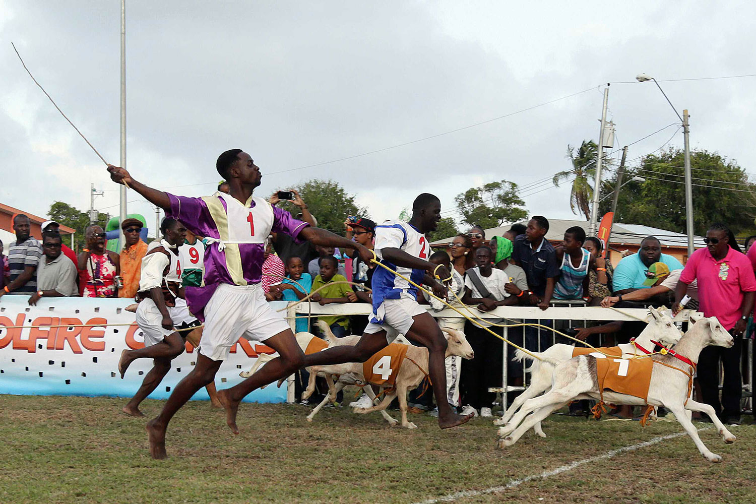 Isla de Taboga celebra en Pascua su tradicional carrera de cabras