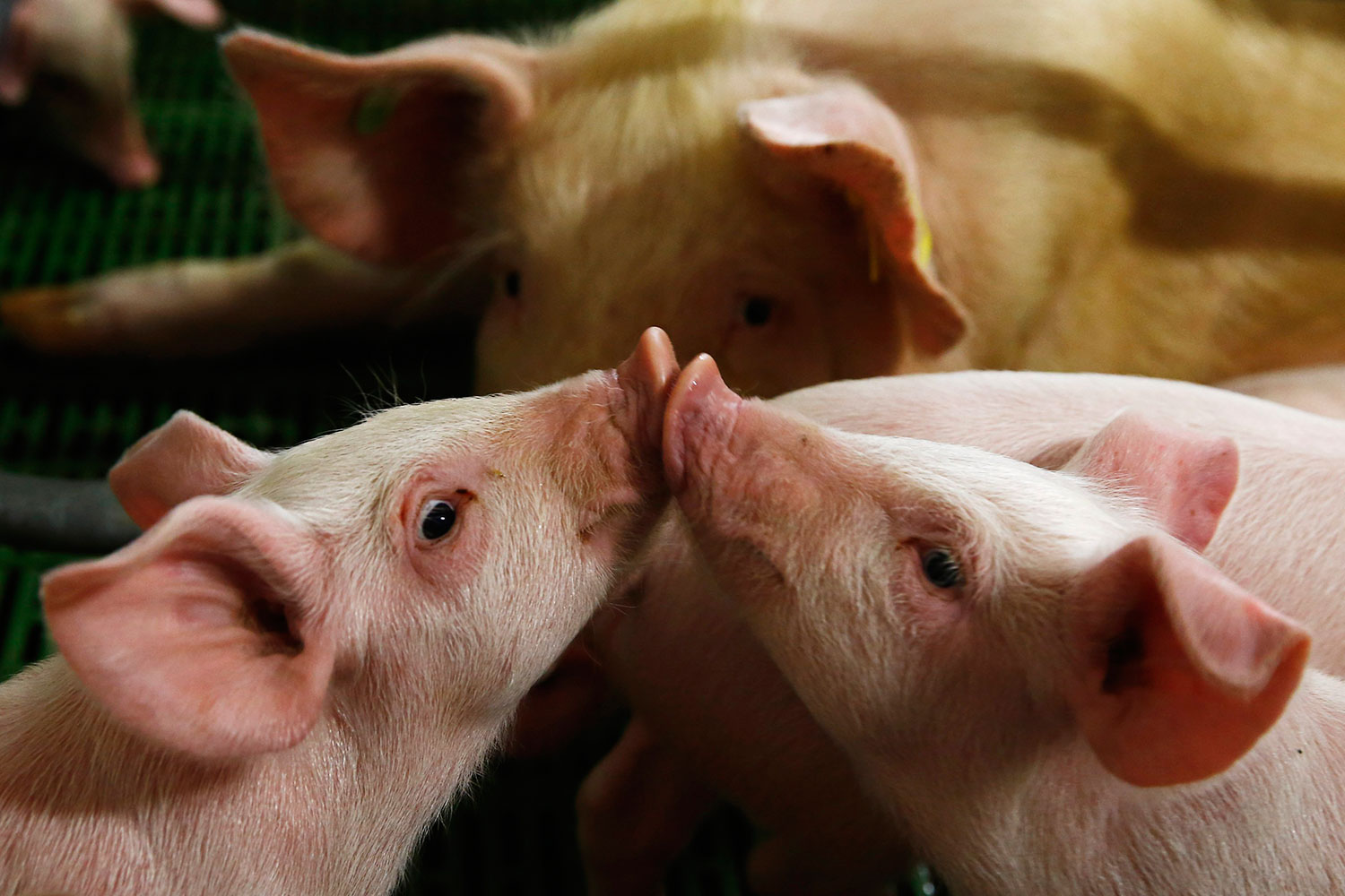 Rusia prohibe importación de cerdos polacos