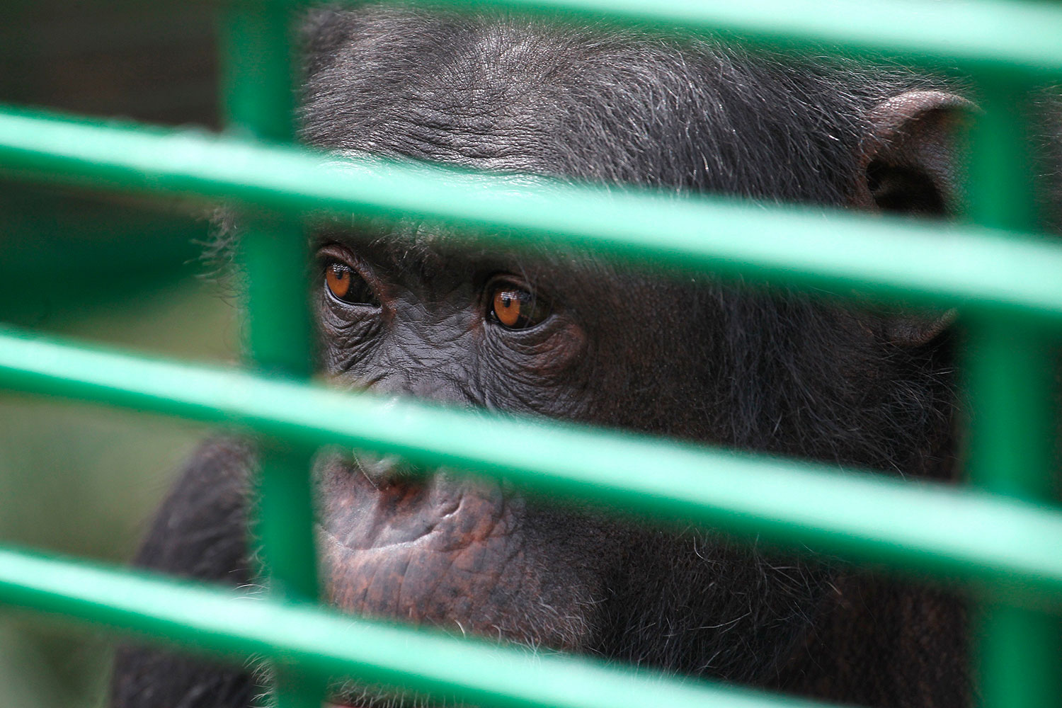 La historia de Charlie, un chimpacé víctima del contrabando de animales que será puesto en libertad
