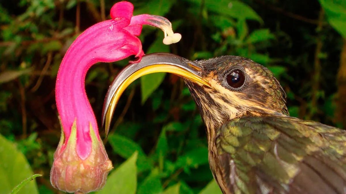 Investigadores revelan el árbol genealógico de los colibríes