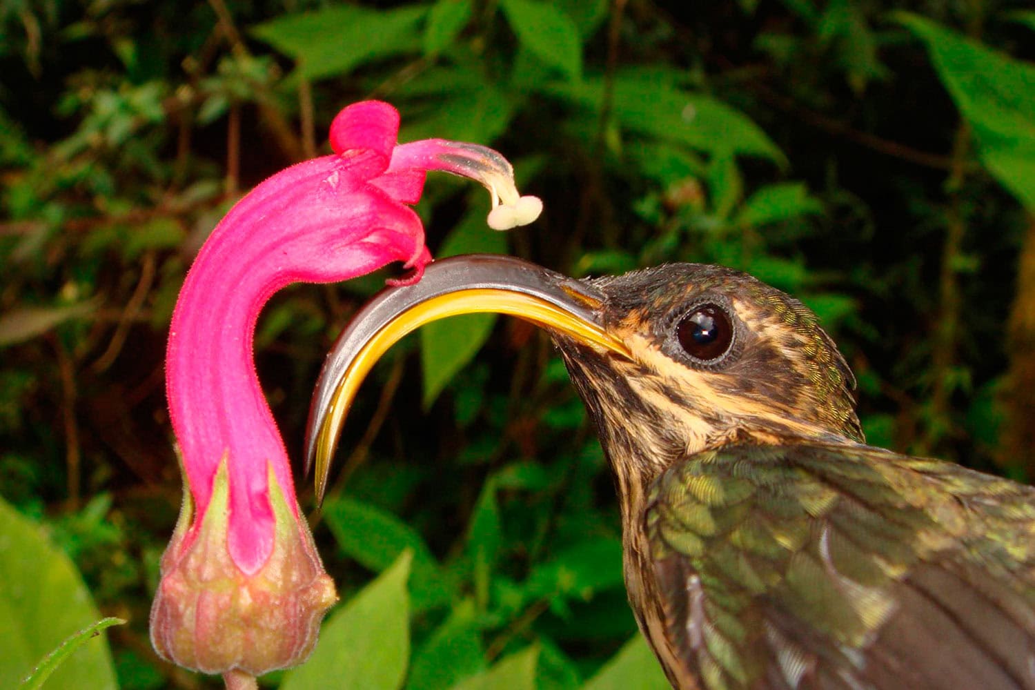Investigadores revelan el árbol genealógico de los colibríes