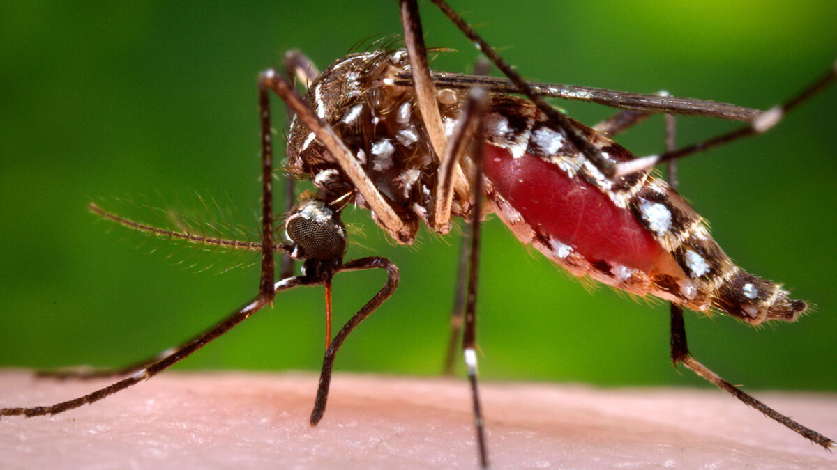 Manipulan genéticamente al mosquito que causa el dengue para reducir la transmisión de la enfermedad