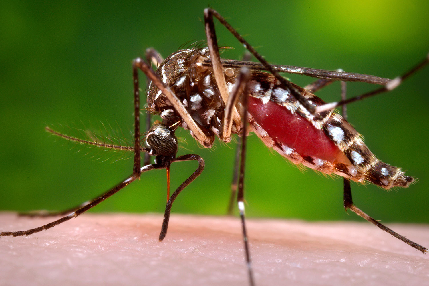 Manipulan genéticamente al mosquito que causa el dengue para reducir la transmisión de la enfermedad