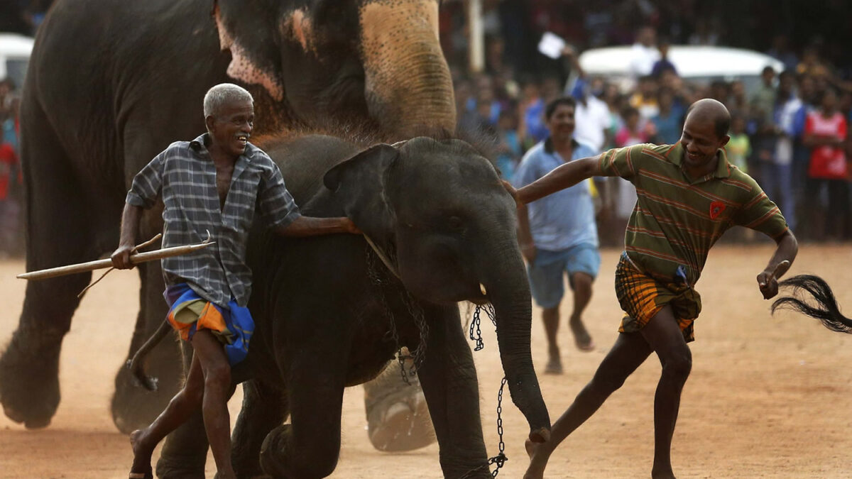 Carreras de elefantes para dar la bienvenida al Año Nuevo en Sri Lanka