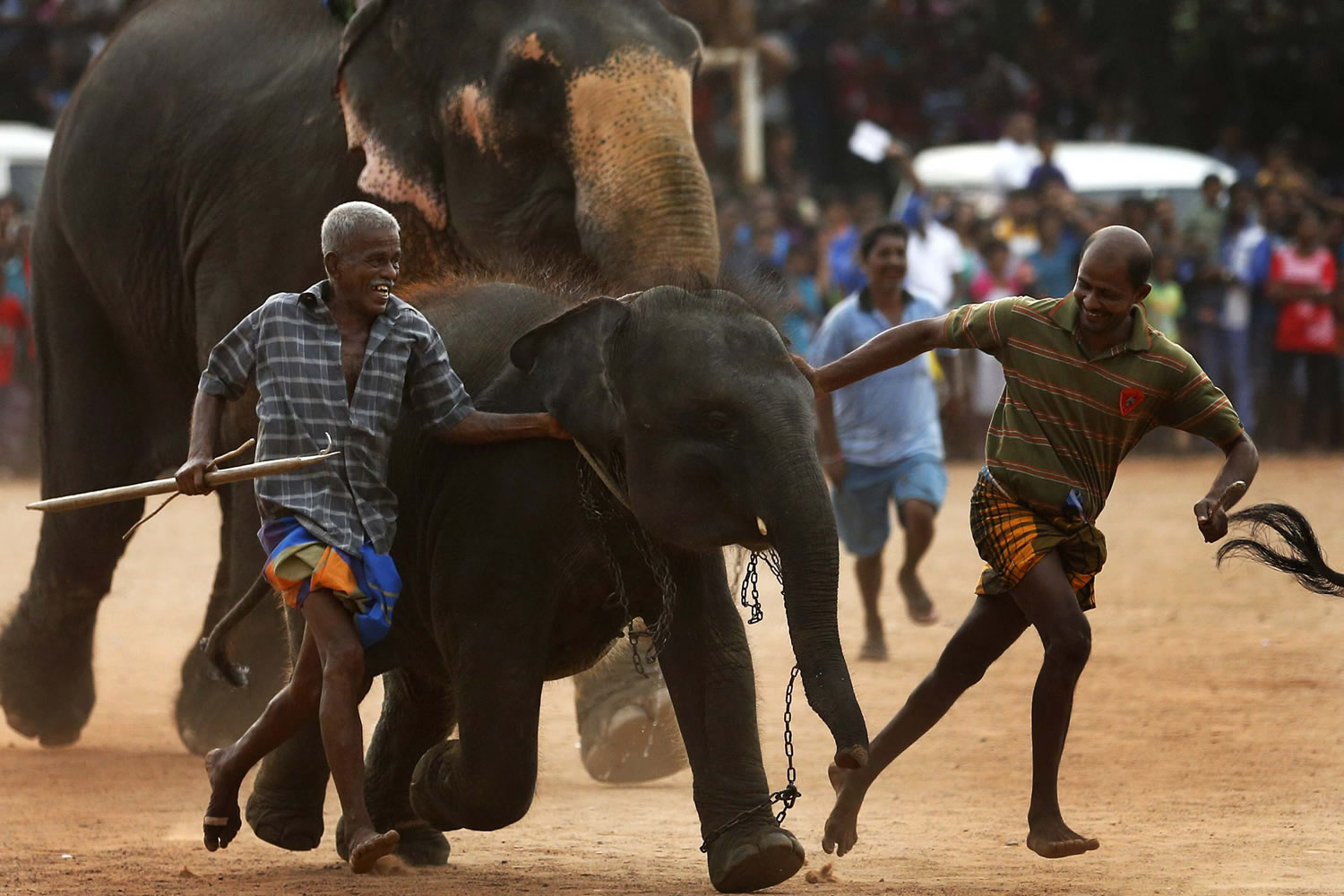 Carreras de elefantes para dar la bienvenida al Año Nuevo en Sri Lanka