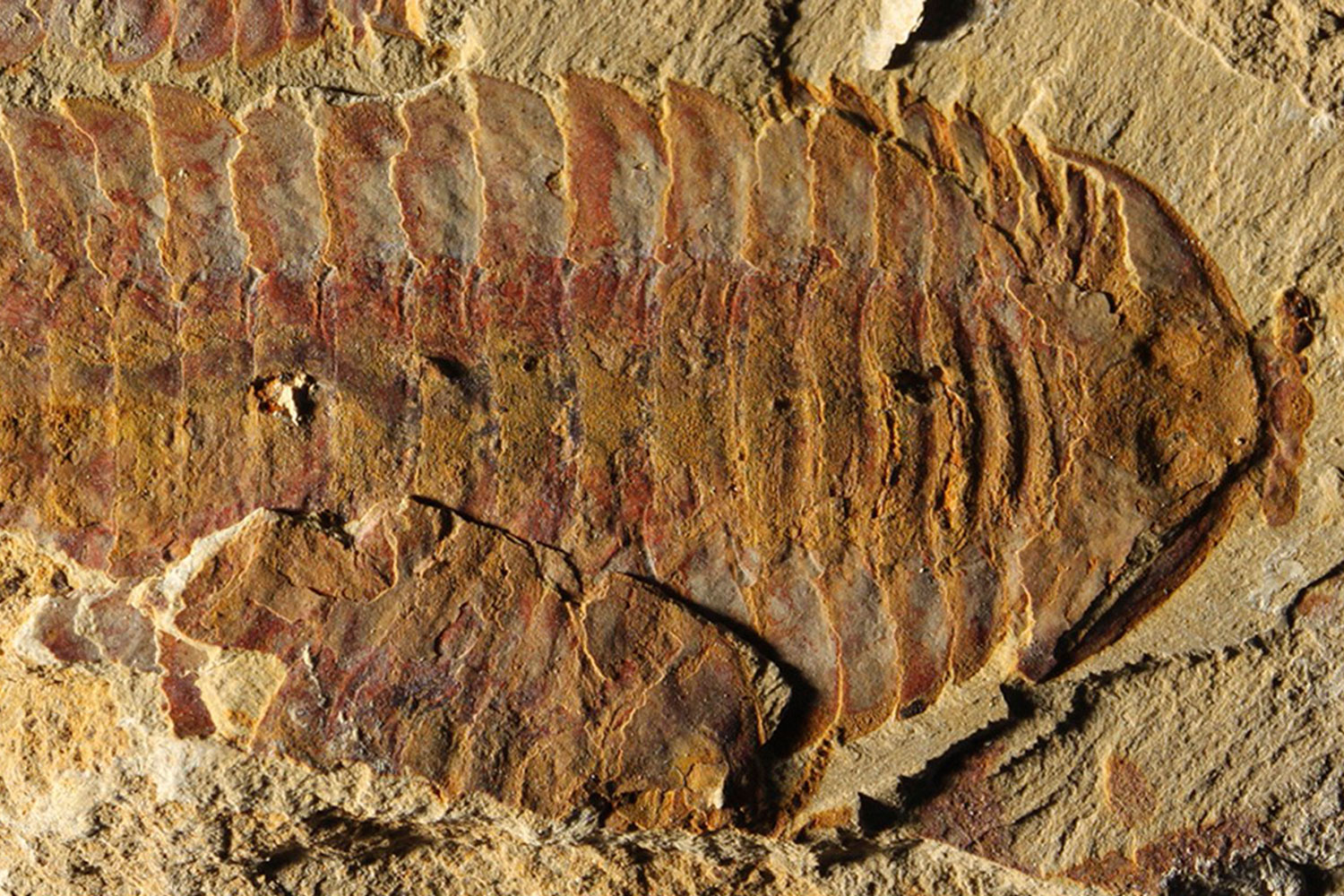 Encuentran fósil marino con el sistema cardiovascular más antiguo