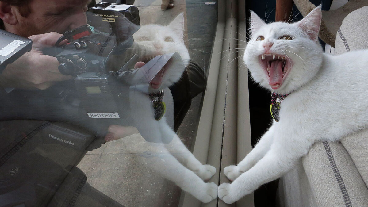 Cat Café una nueva modalidad de cafetería para tomar un café e interactuar con los gatos