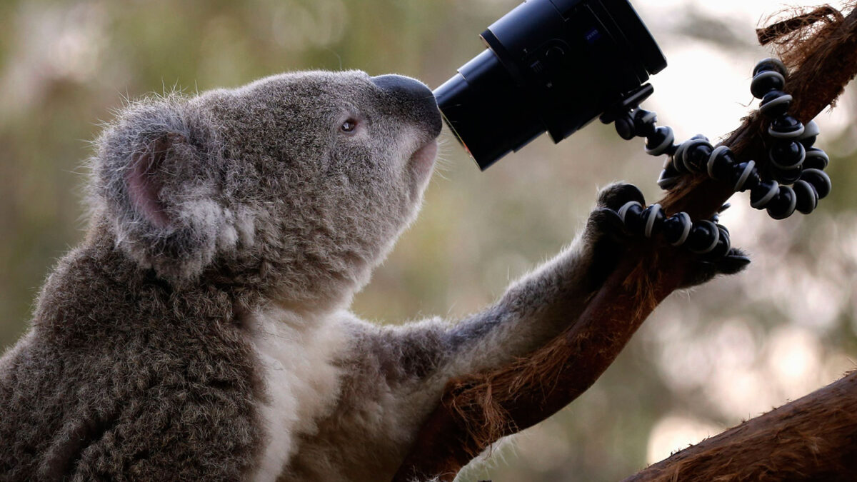 El zoo de Sydney promueve los selfies de Koalas