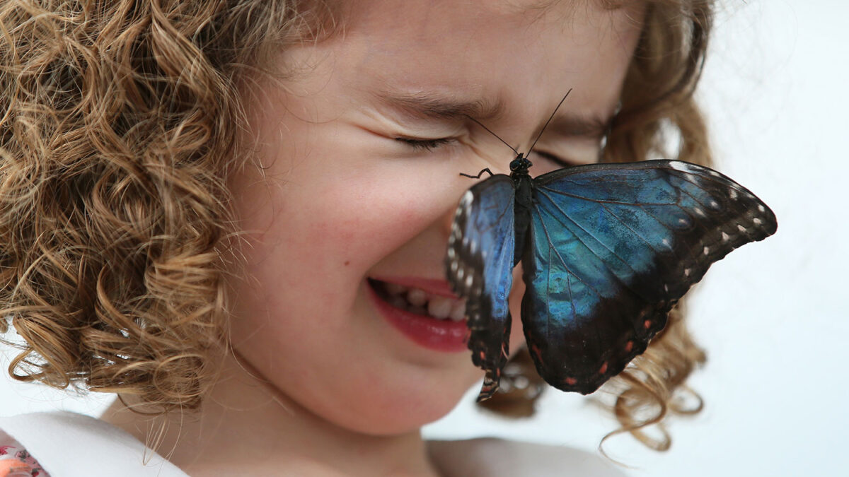 El Museo de Historia Natural de Londres inaugura la exposición, «Mariposas sensacionales»