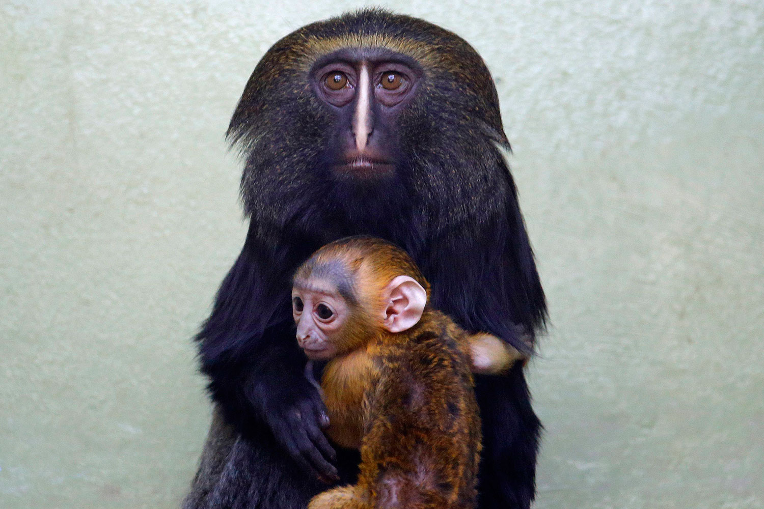 El zoológico de Amberes presenta a su nuevo inquilino: un mono con cara de búho