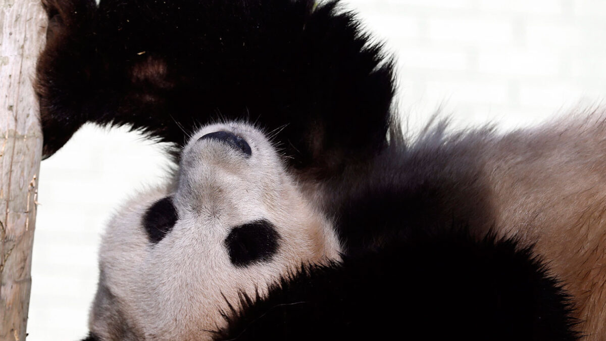 Someten a inseminación artificial a una hembra de oso panda del zoo de Edimburgo