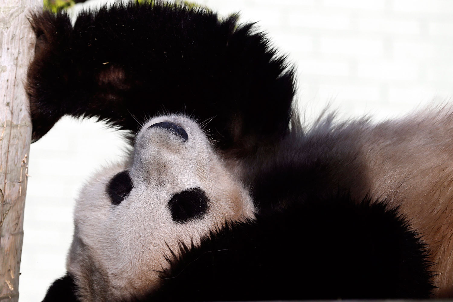 Someten a inseminación artificial a una hembra de oso panda del zoo de Edimburgo