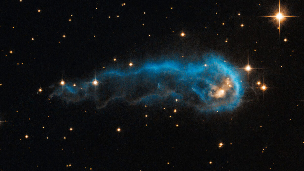 El renacuajo azul que se convertirá en estrella