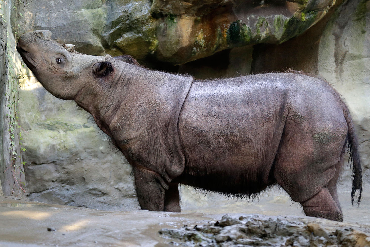 Muere Suci, uno de los últimos ejemplares de rinoceronte de sumatra nacido en cautividad
