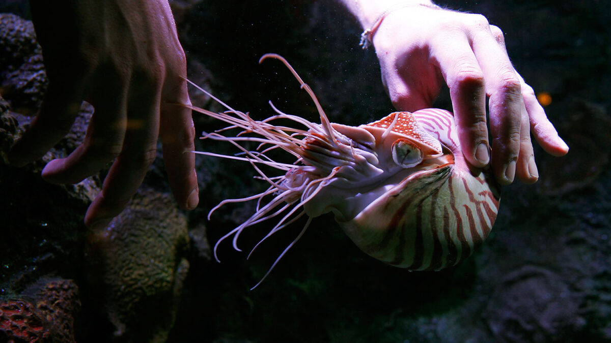 Comienza la exposición Tentacles donde se exhibirán nautilos, pulpos, calamares o jibias