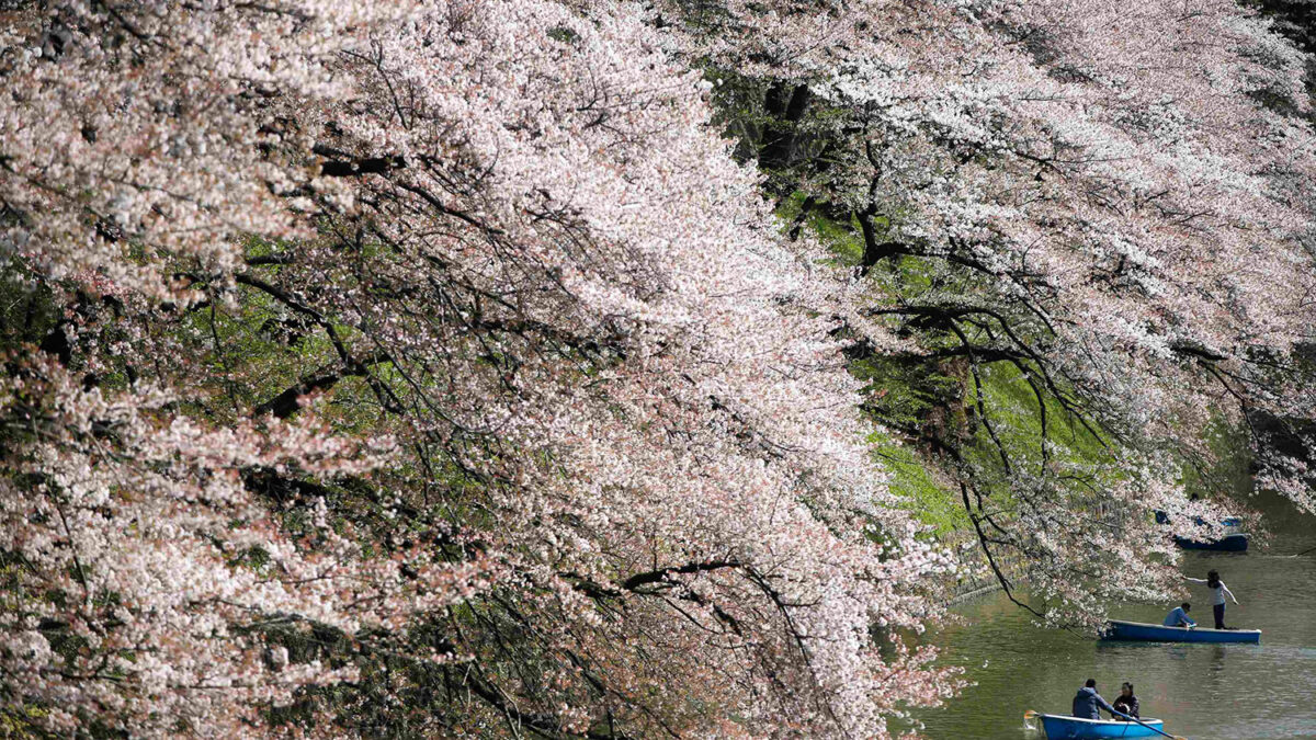 Tokio celebra el Hanami época en que florecen los cerezos japoneses