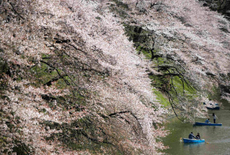 Tokio celebra el Hanami época en que florecen los cerezos japoneses