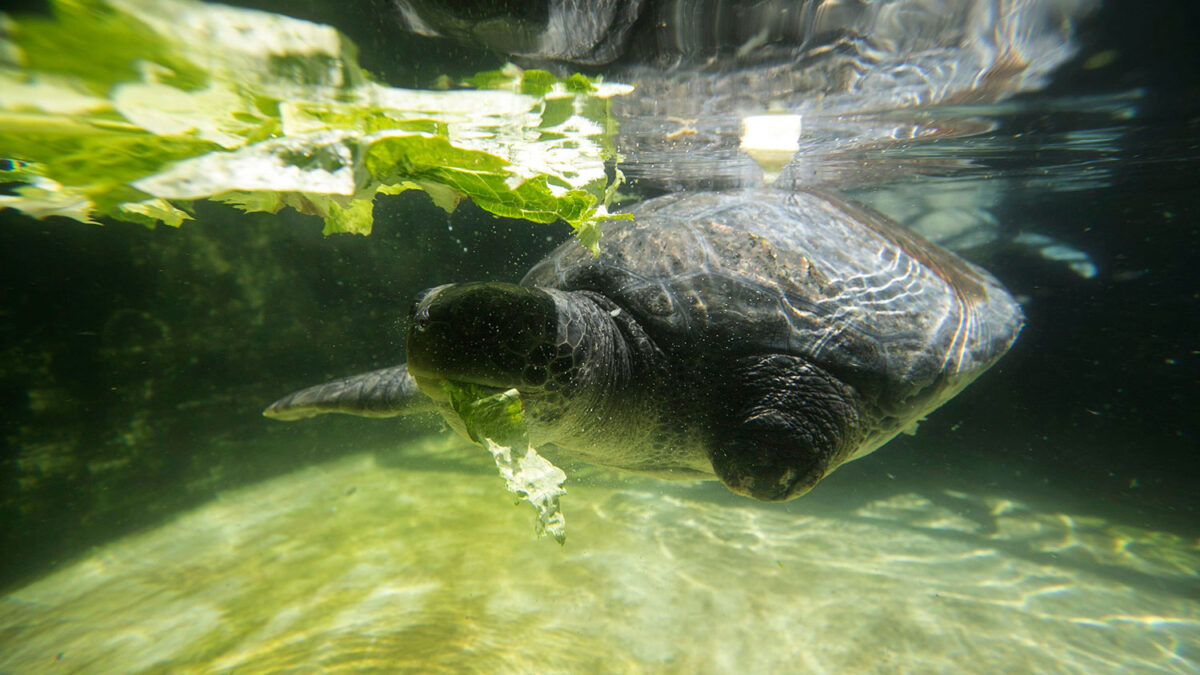 Un estudiante crea una aleta artificial para solucionar la discapacidad de una tortuga de mar