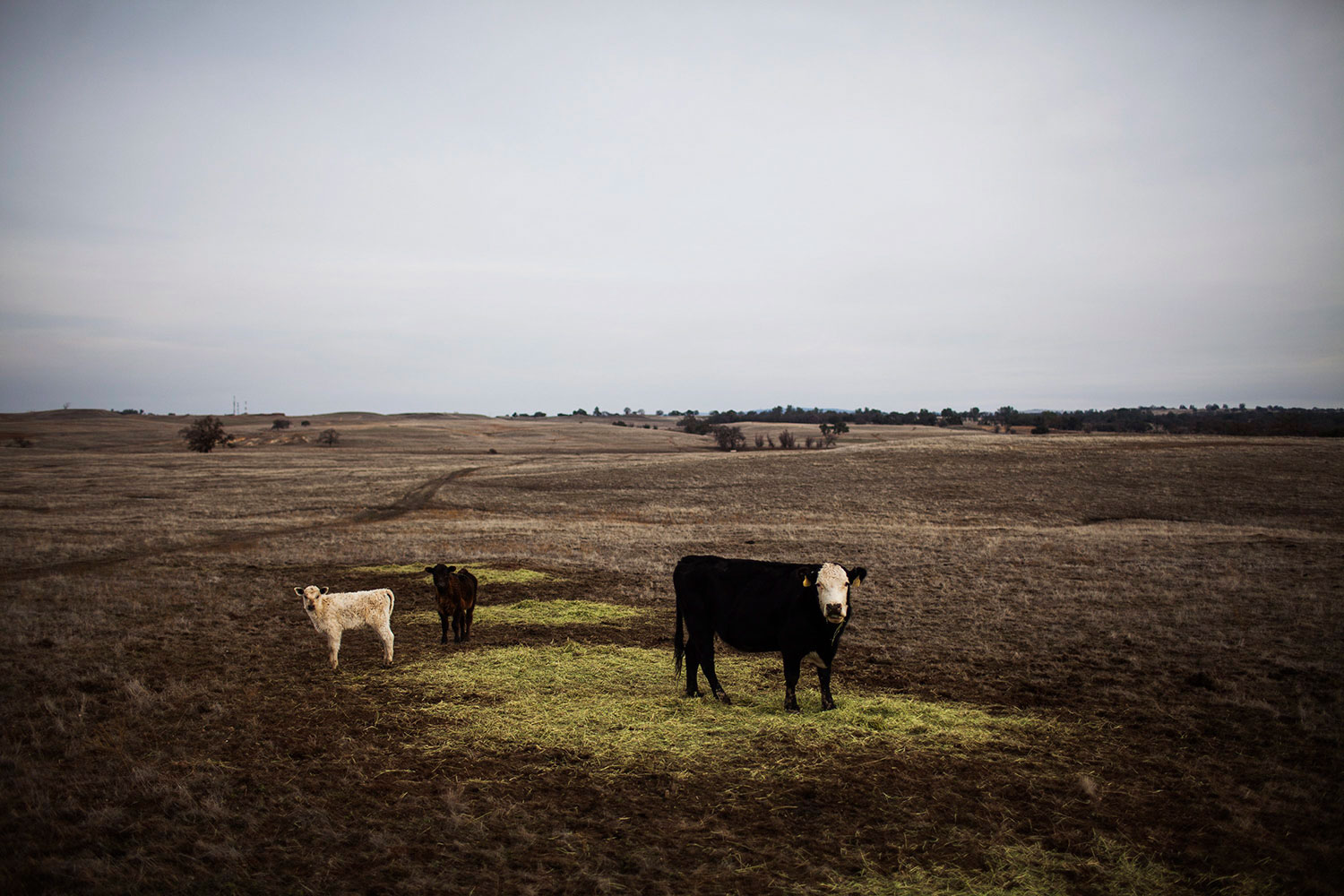 La peor sequía en décadas obliga a los ganaderos a cambiar California por otros estados del este