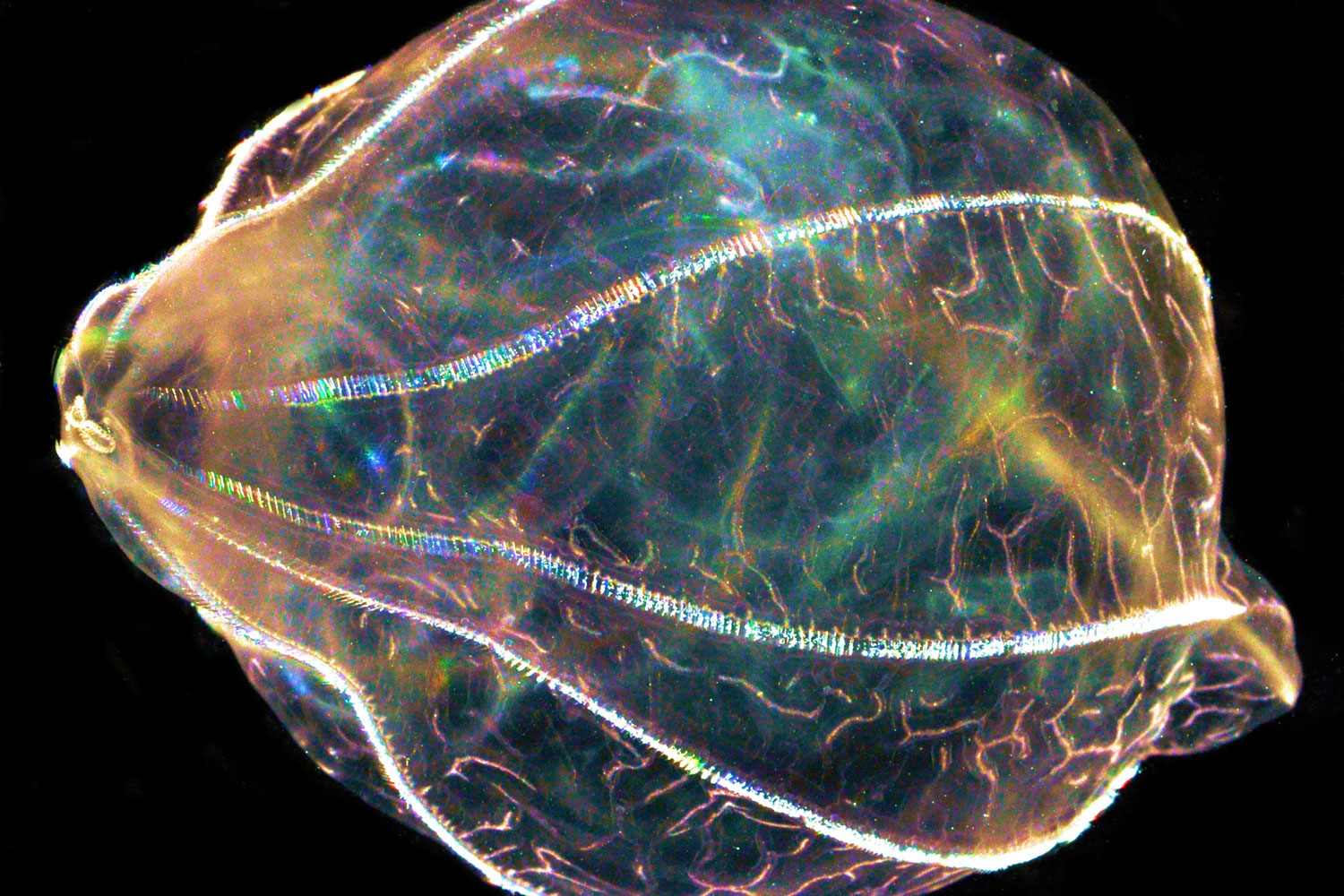 Las medusas, posible cura de enfermedades neurodegenerativas.