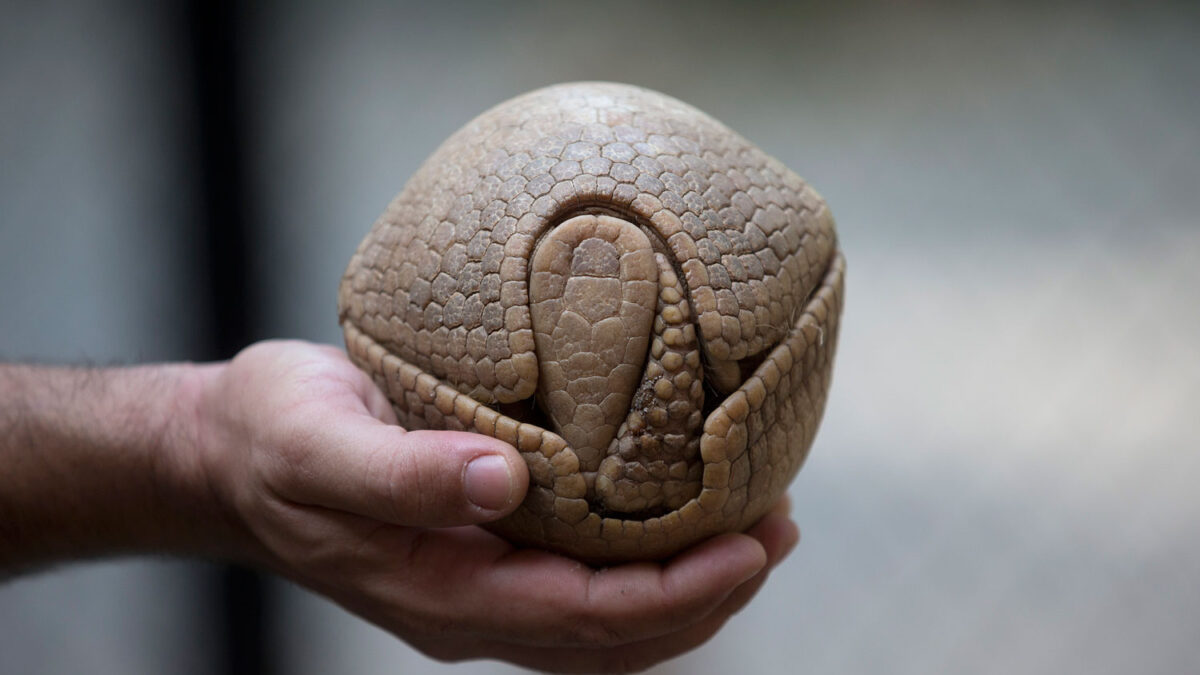 Armadillo imagen del Mundial de Fútbol