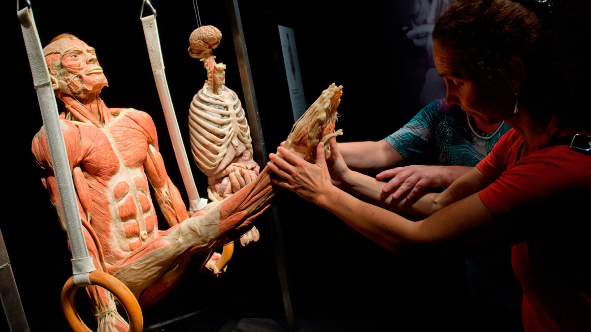 Body Worlds llega a Munich