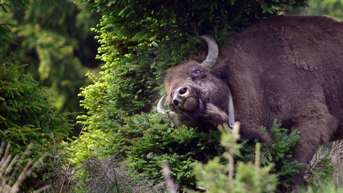 Alemania quiere recuperar los bisontes europeos