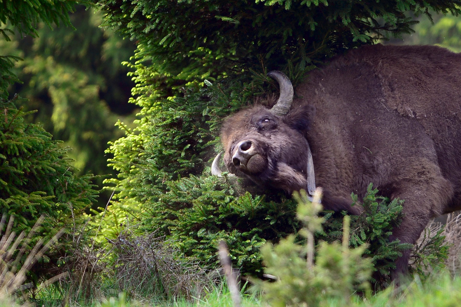 Alemania quiere recuperar los bisontes europeos