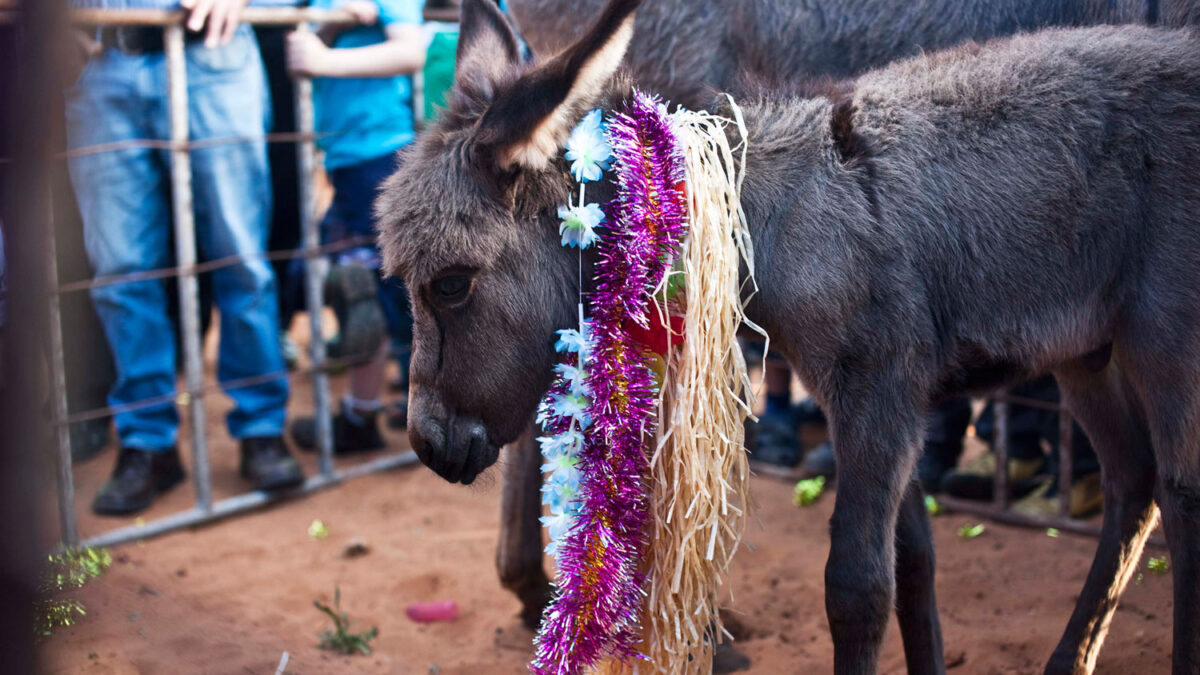 Los burros israelíes se preparan para la «Pettar Hamor»