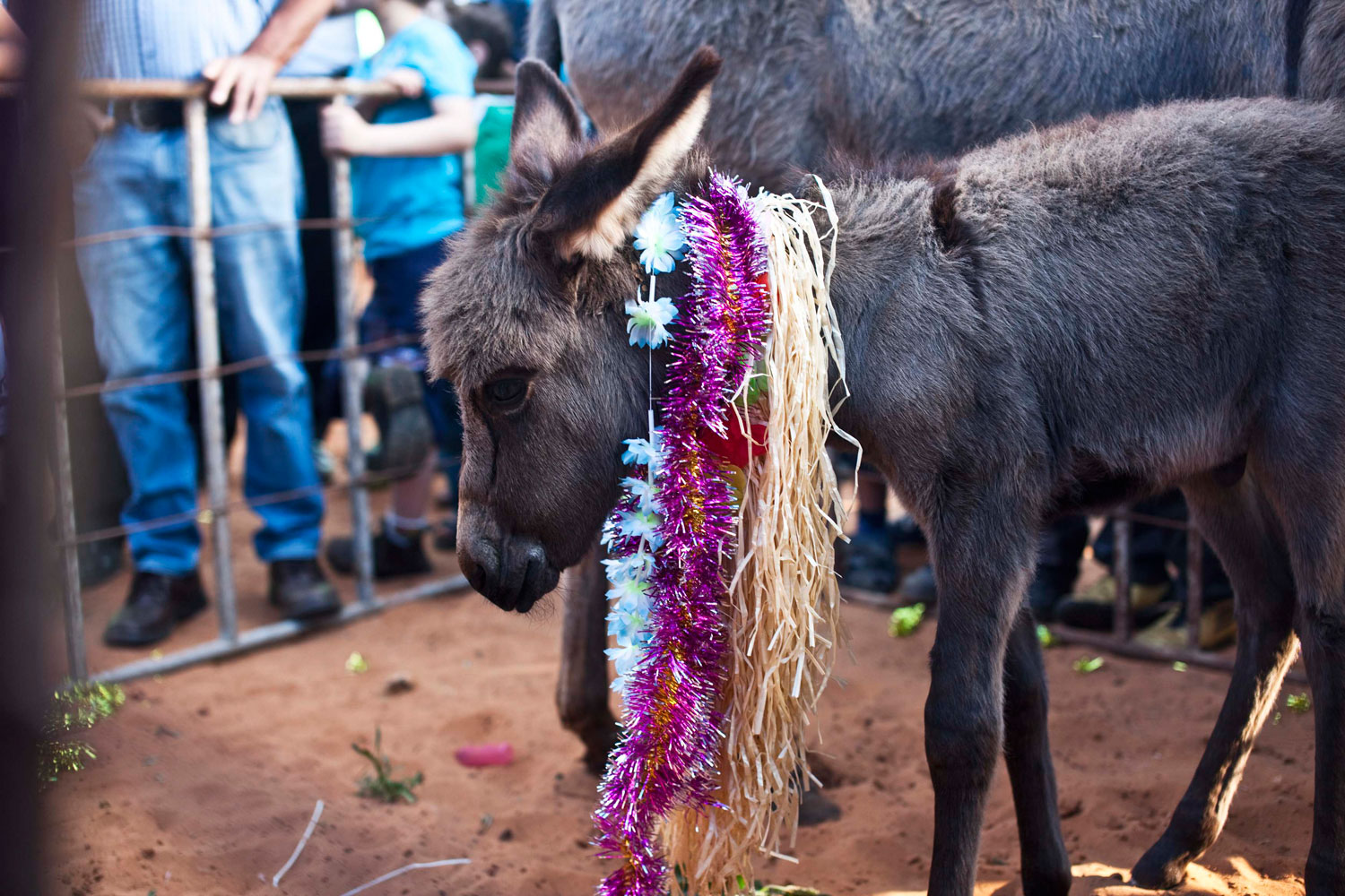 Los burros israelíes se preparan para la «Pettar Hamor»
