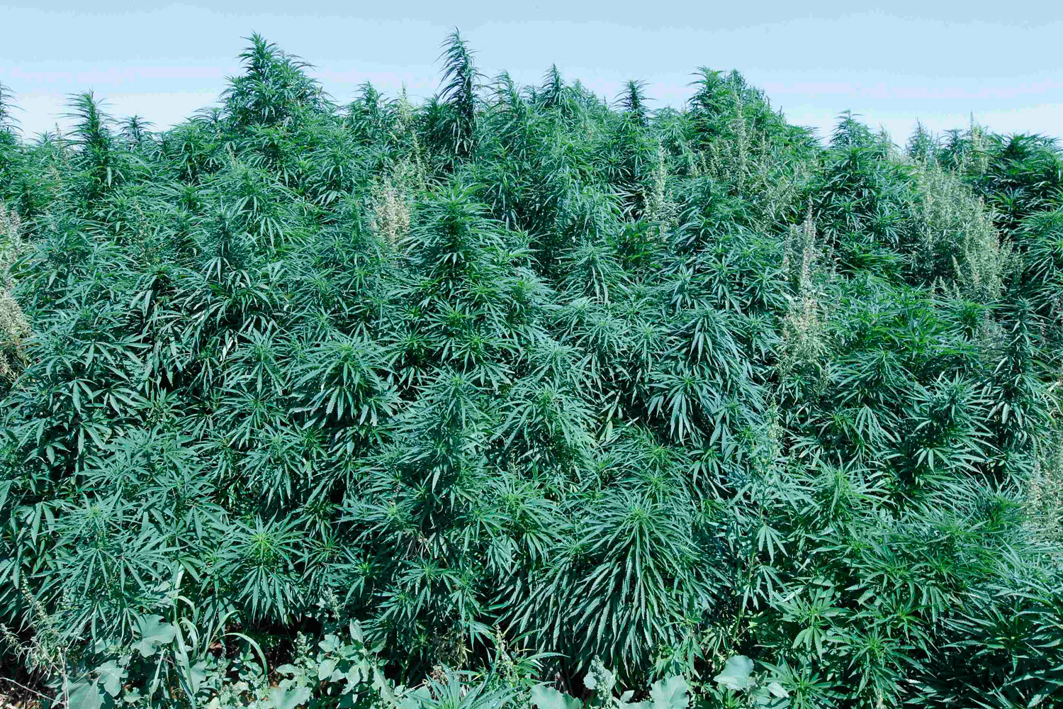 Líbano continúa deshaciéndose de las plantaciones de cannabis