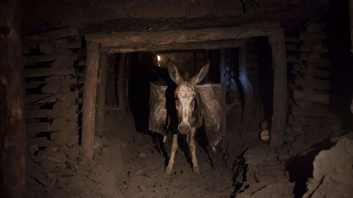 Hoy es el Día Internacional del Burro