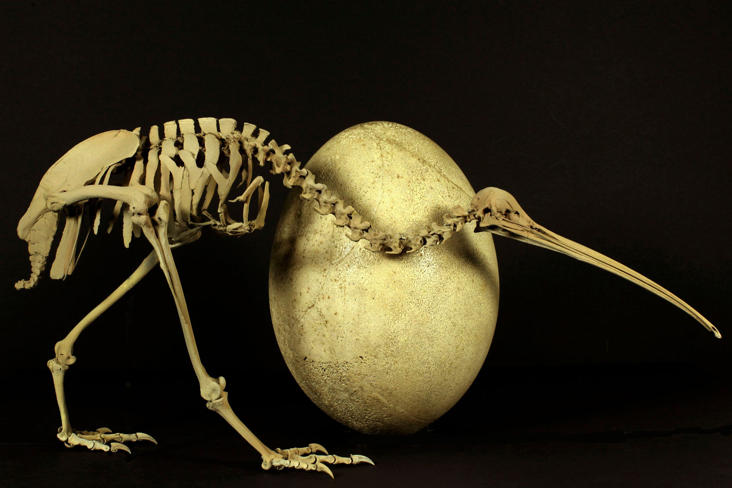 Es un esqueleto de un kiwi adulto y de un huevo de un pájaro elefante.