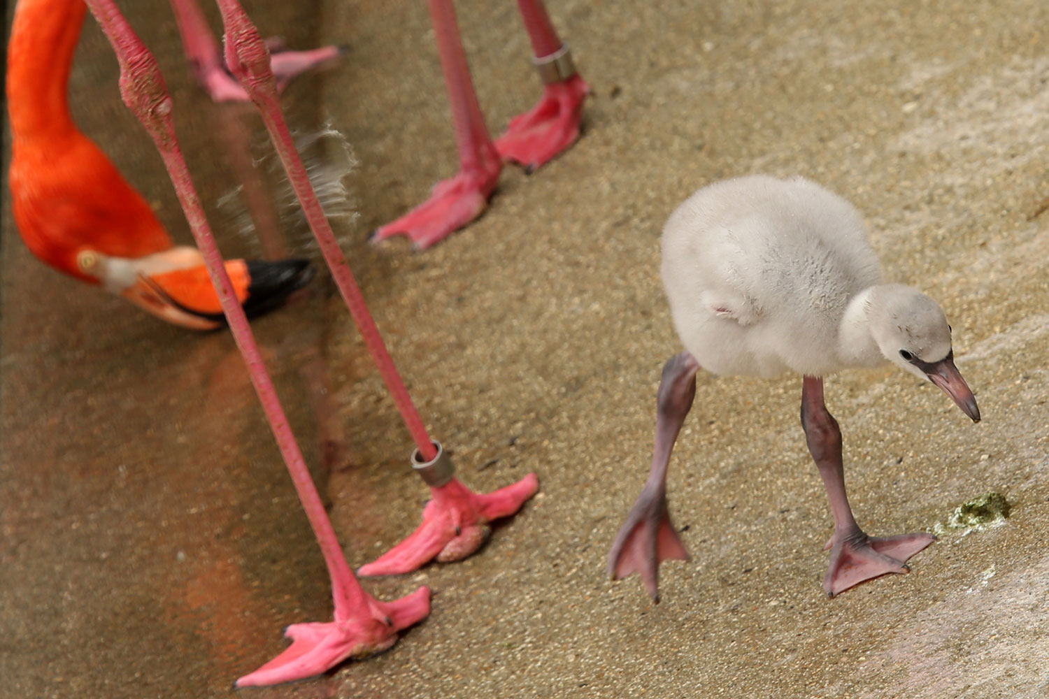 El zoológico de Oji, en Japón, espera la llegada de siete polluelos de flamenco europeo
