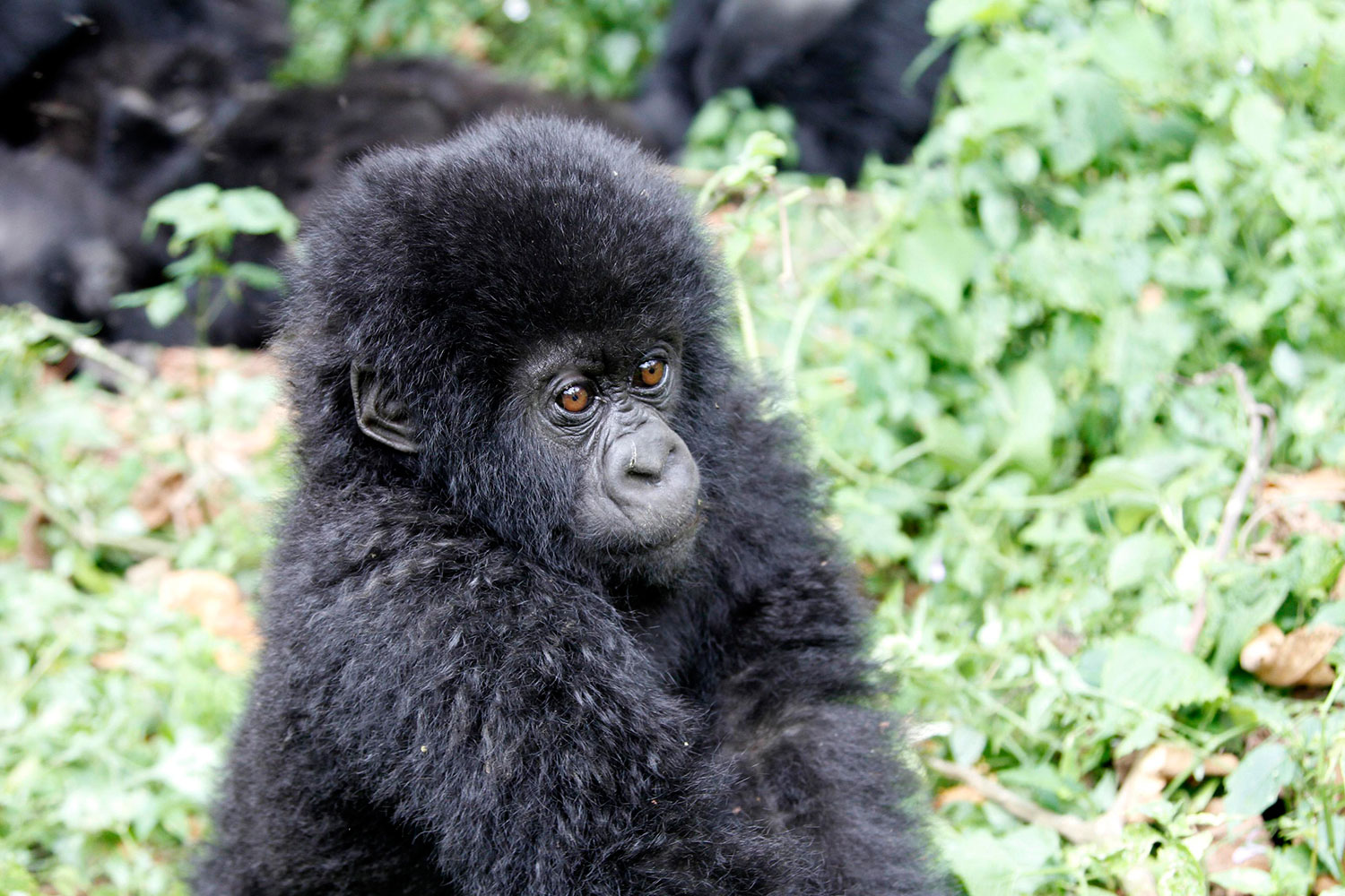 El gorila de montaña, especie en peligro de extinción