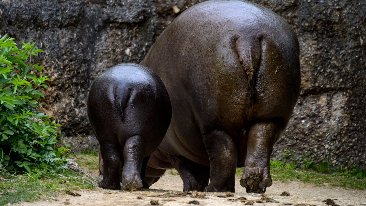 Nace un hipopótamo pigmeo en el zoo de Basilea