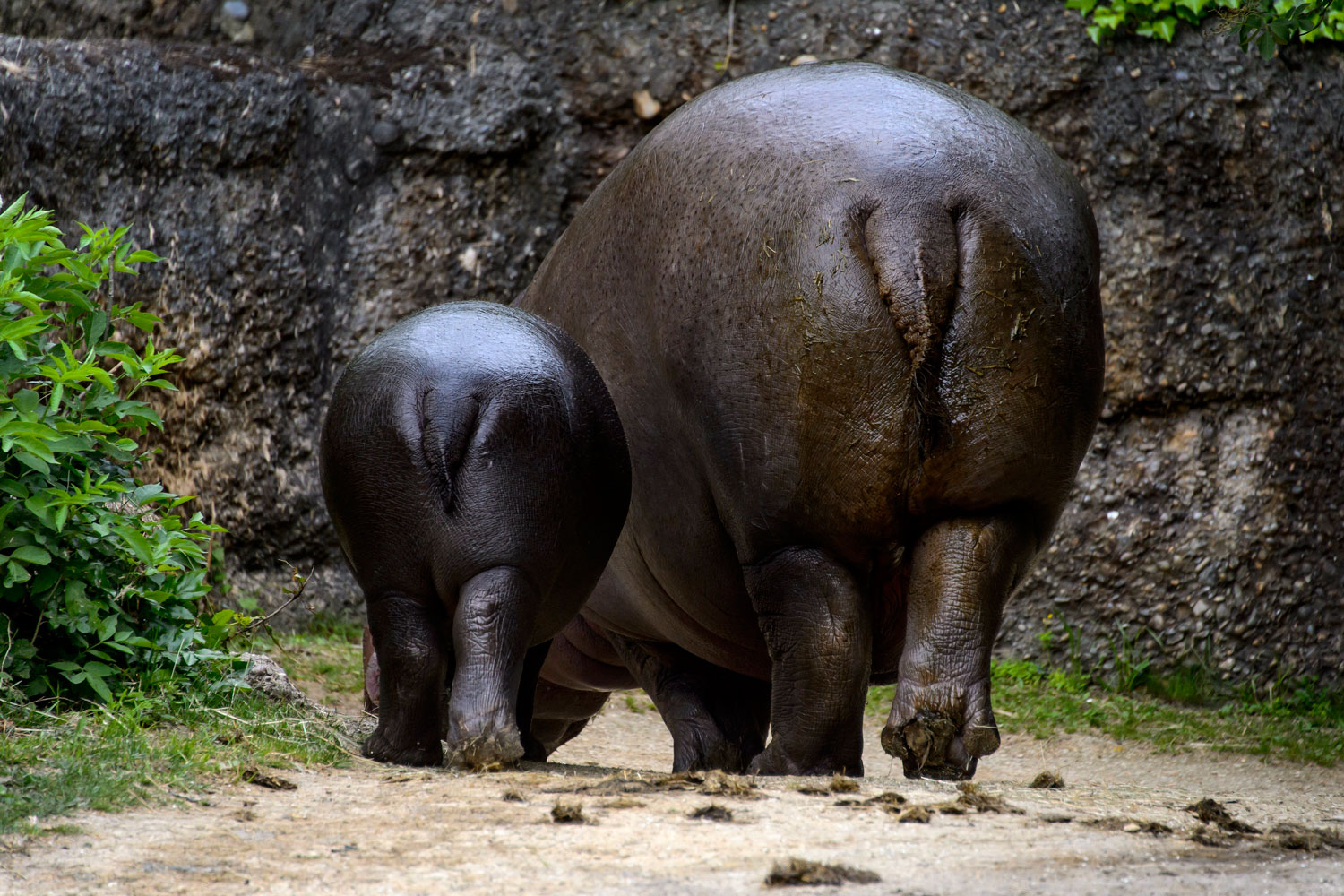 Nace un hipopótamo pigmeo en el zoo de Basilea