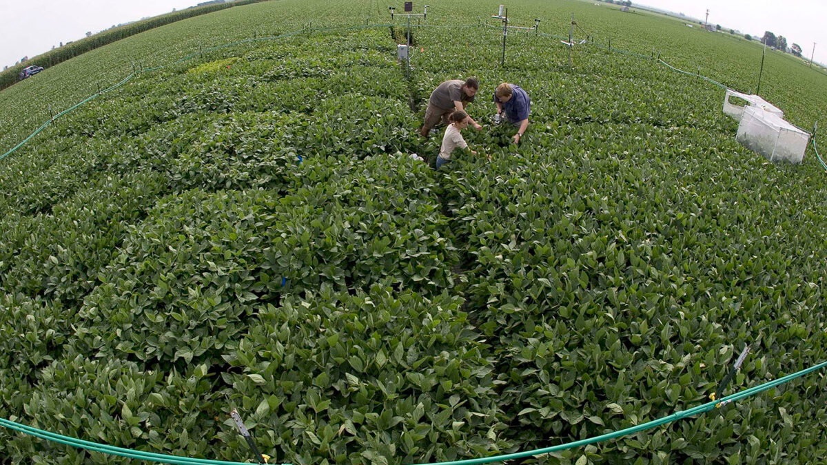 Simulan condiciones atmosféricas para conocer sus efectos en las plantas