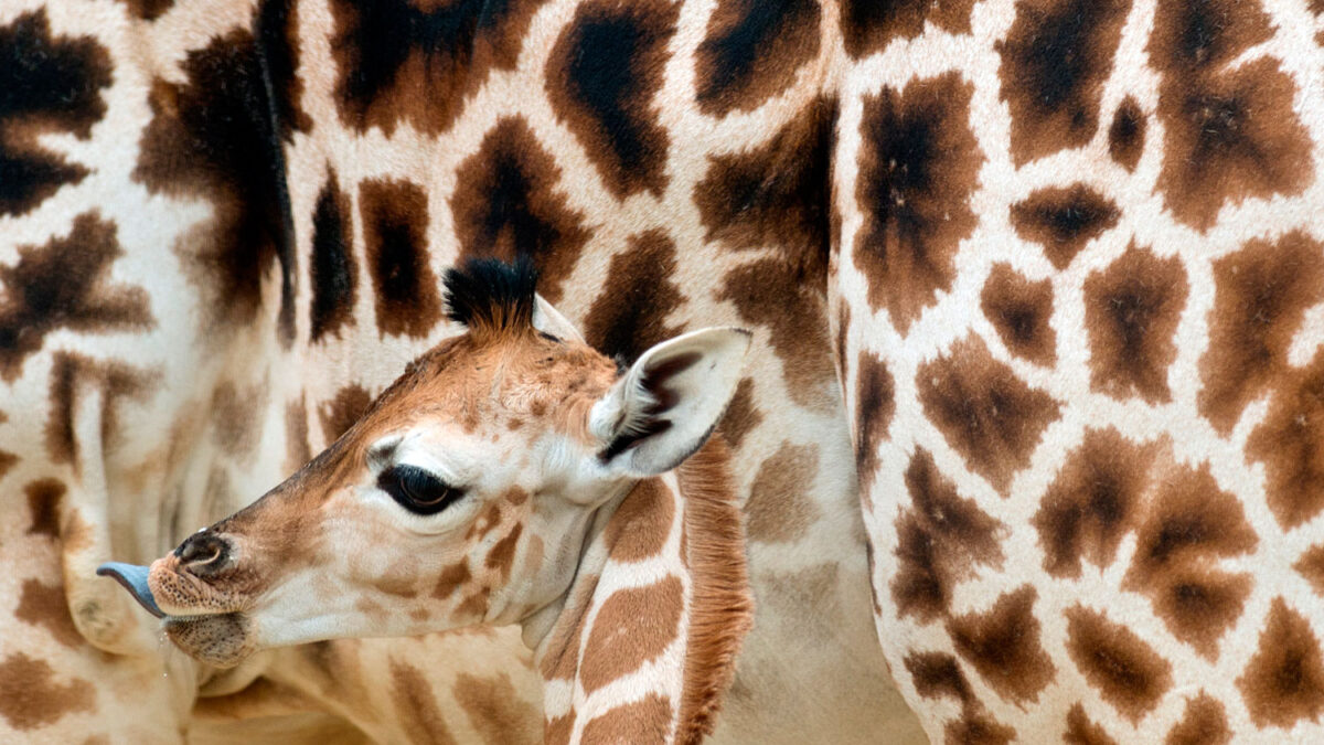 La jirafa Margin posa en su primera aparición pública en el zoo de Kronberg am Taunus