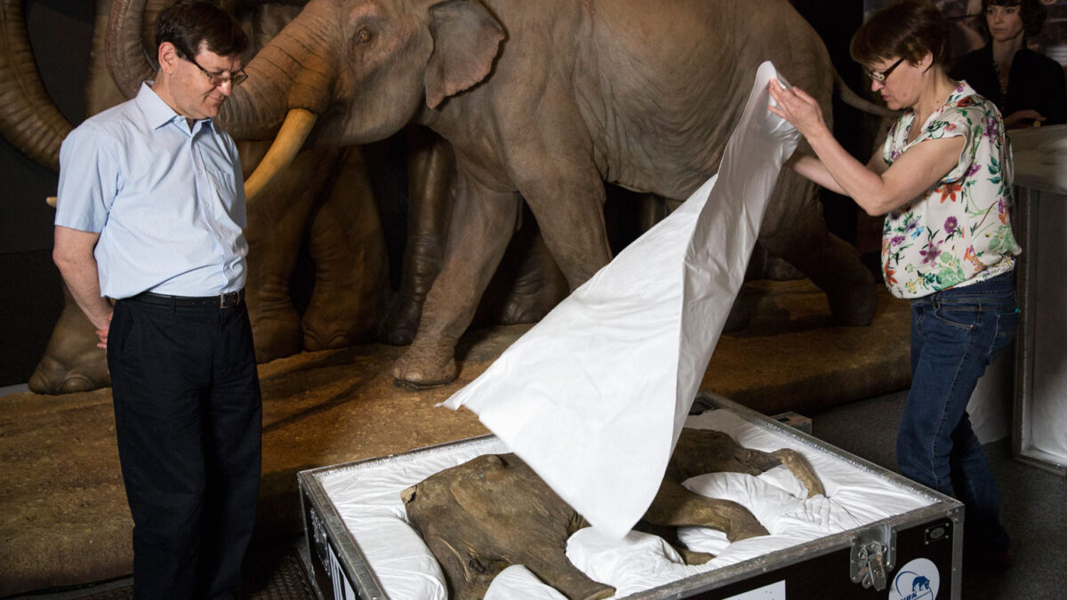 Los restos de la cría de mamut, Lyuba, llegan al Museo de Historia Natural de Londres