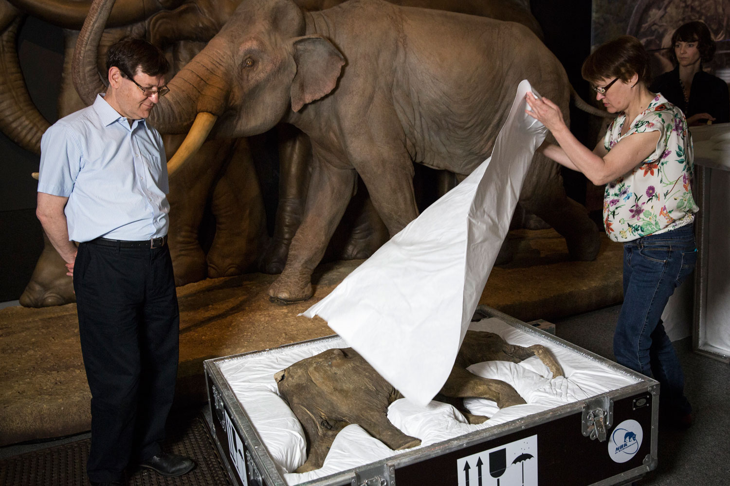 Los restos de la cría de mamut, Lyuba, llegan al Museo de Historia Natural de Londres