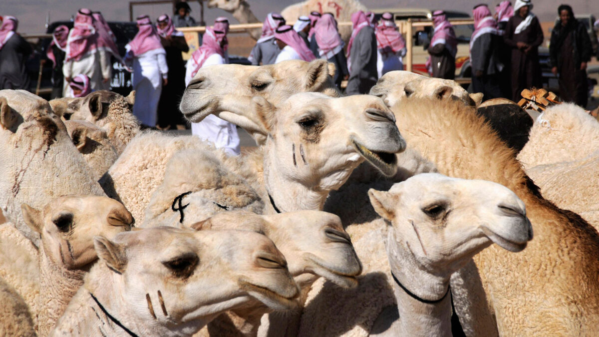 Los camellos son el principal foco de contagio del MERS