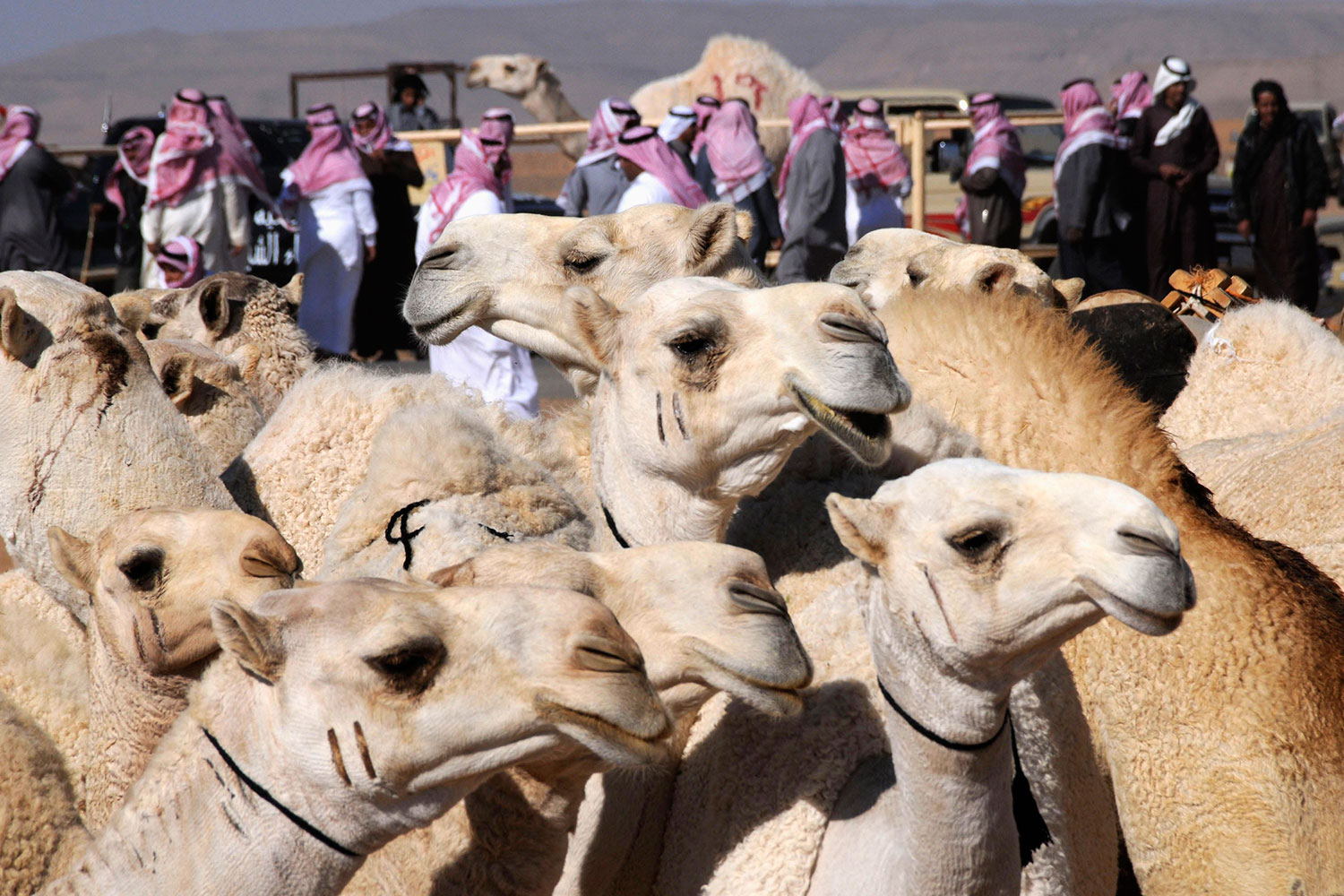 Los camellos son el principal foco de contagio del MERS