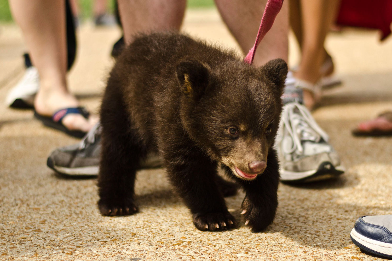 Un cachorro de oso muerde a 18 estudiantes en Washington