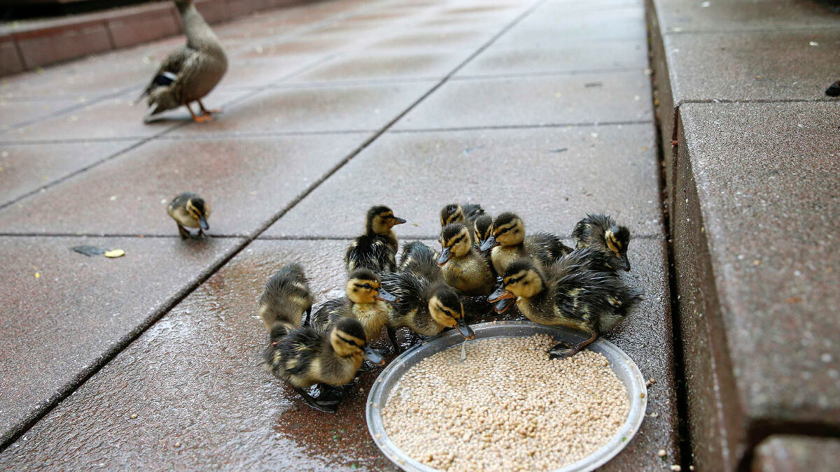 16 patitos salvajes viven un rascacielos de Nueva York