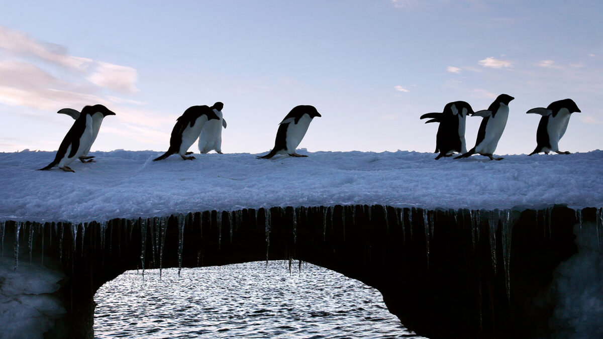 Un equipo de investigadores identifica un virus de gripe aviar en pingüinos de la Antártida
